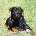 Baron-dovolena-Slovensko-2009-01