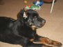 [:cs]Baron štěně [:en]Baron puppy