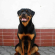 Brona-11-mesicu-01
