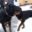 Brona-8-5-mesice_12