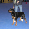 Brona-MVP-DUOCACIB-Brno-2013