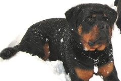 Clyde Naughty Rotty