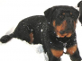 Clyde Naughty Rotty