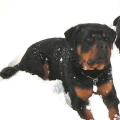 Clyde-Naughty-Rotty-1-2013
