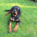 ClydeNaughty-Rotty-6mesicu