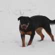 Connie-Naughty-Rotty-05