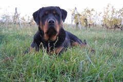 Cyser Naughty Rotty