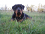 Cyser Naughty Rotty