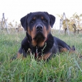 Cyser-Naughty-Rotty-02