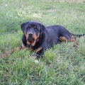 Cyser-Naughty-Rotty-03