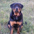 Cyser-Naughty-Rotty-04