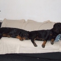 Baron-Orso-2008-10