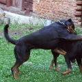 Baron-Orso-dovolena-Slovensko-2009-05