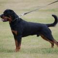 Cortez-Orso-Black-Touch_foto3