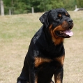 Orso-28-mesicu-08