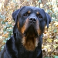 Orso-3apul-roku-01