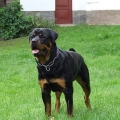 Orso-15-mesicu_03