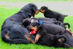 [:cs]Vrh C Naughty Rotty [:en]Litter C Naughty Rotty