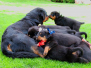 [:cs]Vrh C Naughty Rotty [:en]Litter C Naughty Rotty