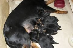 [:cs]Vrh D Naughty Rotty [:en]Litter D Naughty Rotty