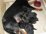 [:cs]Vrh D Naughty Rotty [:en]Litter D Naughty Rotty