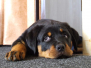 [:cs]Orso štěně [:en]Orso puppy