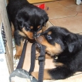 Orso-4-tydny-05