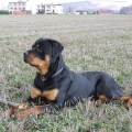 Orso-9-mesicu-08